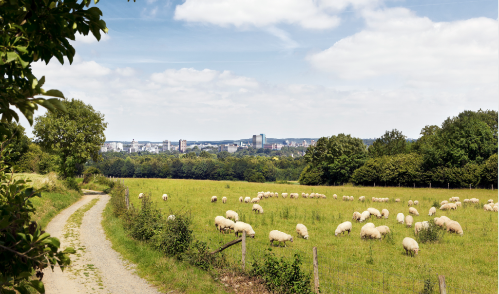 Industrie in achtergrond met schapen in weide op voorgrond